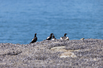 seabirds at the beach