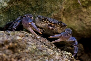 Maltese Freshwater Crab, Potamon fluviatile lanfrancoi, known as Qabru. Endemic to island of Malta
