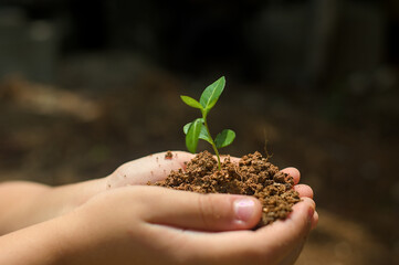Child’s Hands Holding Soil with Small Plant – Environmental and Sustainability Concept