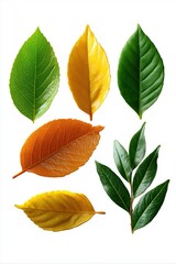Obraz premium Collection of vibrant green and yellow leaves on white background