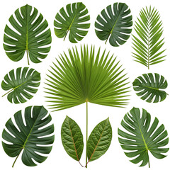 A vector set of green cannabis leaves, isolated for a seamless pattern