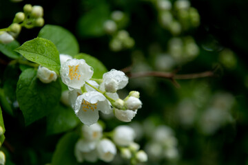 Close-up view of white Philadelphus coronarius (sweet mock orange or English dogwood) flowers...