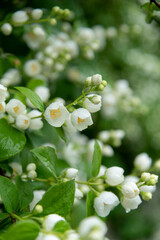 Close-up view of white Philadelphus coronarius (sweet mock orange or English dogwood) flowers covered with small rain drops in a summer day. Beauty in nature. Soft focus. Gardening theme.