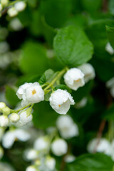 Close-up view of white Philadelphus coronarius (sweet mock orange or English dogwood) flowers covered with small rain drops in a summer day. Beauty in nature. Soft focus. Gardening theme.