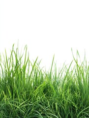 PNG Grass border image grass background isolated.