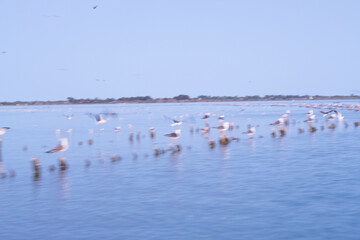 Fototapeta premium Animals trapped in a zoo