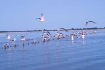 Fototapeta premium Animals trapped in a zoo