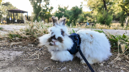 A fluffy white angora bunny with brown and grey markings sits on a leash in a park. The bunny is...