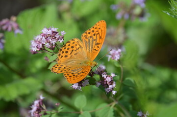 butterfly on flower in summer