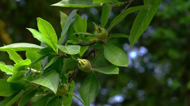 Medlar fruits, ripening (Mespilus germanica) - (4K)