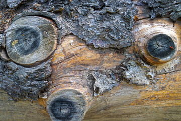 Close-up of tree bark with branch knots and texture. Detailed close-up of a tree trunk with three...