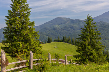 Mountain Landscape with Green Hills and Pine Trees. Serene view of rolling green hills, coniferous...