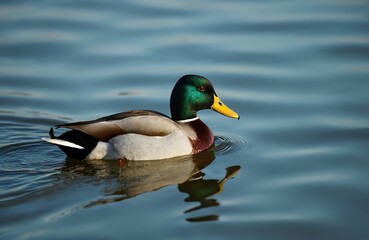 Obraz premium Male Green Winged Teal duck swims calm in lake waters. Ornithology, wildlife. Waterfowl, birdwatching. Nature, birding, outdoor recreation. Beautiful avian scene, sunny day, migratory bird, fauna,