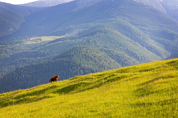 Horse Grazing on Sunny Mountain Slope. Lone brown horse walking along a sunlit green hillside with...