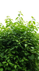Obraz premium Lush green foliage of a dense bush with bright new leaves isolated on transparent background