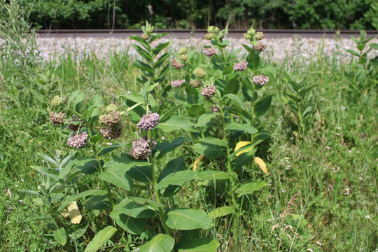 Many common milkweed plants with blooms next to the railroad tracks along the Milwaukee Road in Morton Grove, Illinois