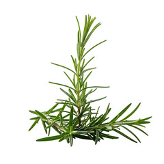 Fototapeta premium Fresh rosemary sprigs isolated on transparent background