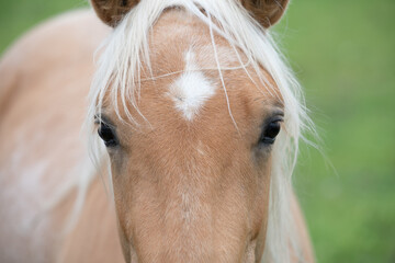 Portrait and close-up of a brown horse with a blond mane. The animal looks into the camera