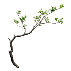 Fototapeta premium Isolated tree branch with green leaves on a Transparent background showcasing natures beauty and simplicity, Isolated image tree branch on PNG background