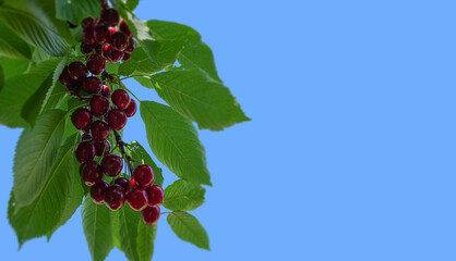 Fresh cherries hanging from vibrant green leaves against a bright blue sky, showcasing the beauty of nature and the bounty of summer fruit in a picturesque setting