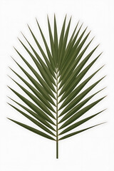 Fototapeta premium A single, vibrant green palm frond. 