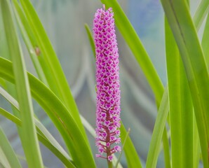 Arpophyllum giganteum Hartw. ex Lindl.