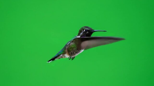 A hummingbird with a purple throat hovers its wings blurred against a green background