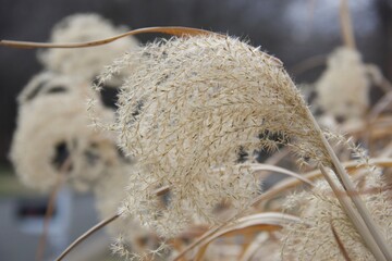 Miscanthus sinensis - the eulalia, Chinese silver grass, Zebra grass
