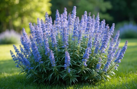 Vibrant Bluebeard Caryopteris x clandonensis flowers bloom in sunny summer garden. Delicate blue flowers, green leaves stand in garden landscape. Natural floral background provides tranquil,