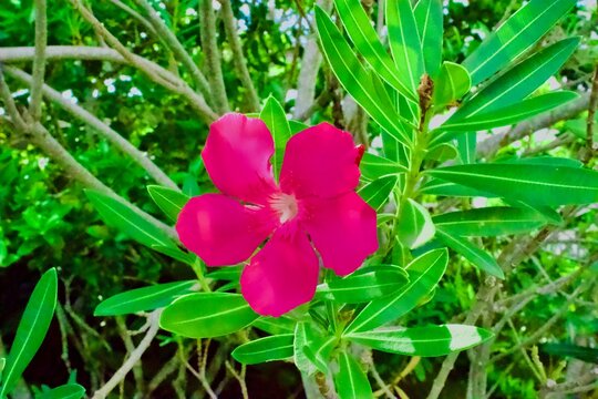 Nerium oleander - oleander or rosebay