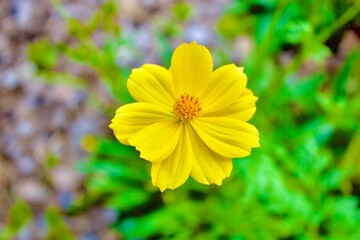 Cosmos sulphureus - sulfur cosmos, yellow cosmos