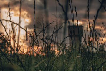 Grass blades swaying in the wind with blur effect. Copy Space. Abstract blurred grass in motion on dramatic sky background in blue hour 