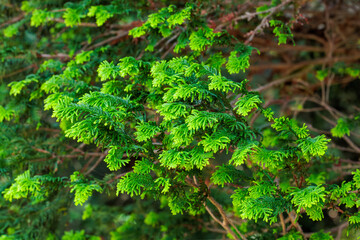 Beautiful japanese cypress leaf in the garden.