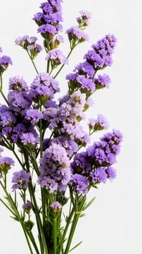 Delicate purple statice flowers with small blooms and green stems isolated against a clean white background, ideal for floral arrangements