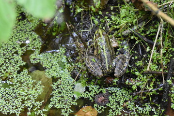 Crapaud sur une branche dans un marais, vue du dessus.