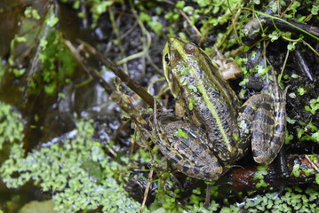 Crapaud sur une branche dans un marais, vue du dessus.