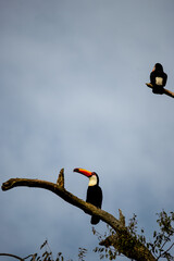 Vertical photo of toucans in Salta, Argentina.