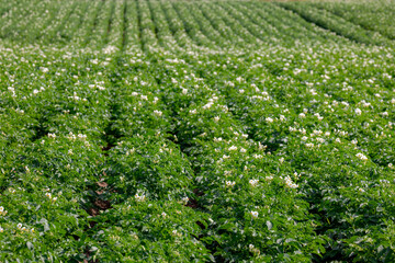 Agriculture and farm industry, Terrain of countryside in Zuid-Limburg, Farmland with green potatoes...