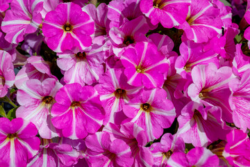 Selective focus of purple pink flowers in the garden pot, Petunia is a genus in the family Solanaceae, Subfamily Petunioideae, Beautiful ornamental flowering plants, Natural floral pattern background.