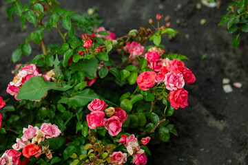 bright flowers after a strong wind or hurricane in the farmer's garden. Gardener's job on a summer day: rose bushes on a plantation. an open greenhouse for seedlings and seeds