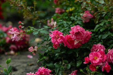 bright flowers after a strong wind or hurricane in the farmer's garden. Gardener's job on a summer day: rose bushes on a plantation. an open greenhouse for seedlings and seeds