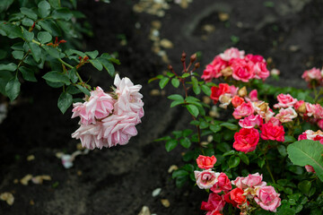 bright flowers after a strong wind or hurricane in the farmer's garden. Gardener's job on a summer...