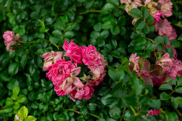 bright flowers after a strong wind or hurricane in the farmer's garden. Gardener's job on a summer...
