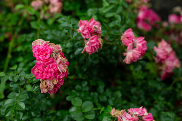 bright flowers after a strong wind or hurricane in the farmer's garden. Gardener's job on a summer...