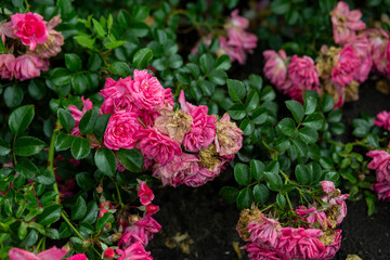bright flowers after a strong wind or hurricane in the farmer's garden. Gardener's job on a summer day: rose bushes on a plantation. an open greenhouse for seedlings and seeds