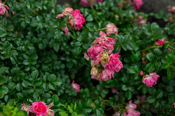 bright flowers after a strong wind or hurricane in the farmer's garden. Gardener's job on a summer day: rose bushes on a plantation. an open greenhouse for seedlings and seeds