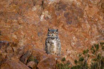 A close-up view of an owl perched on a hill, looking ahead.