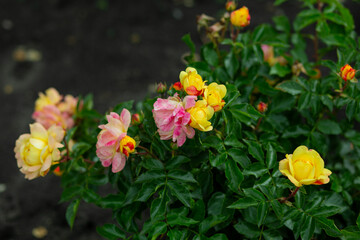 bright flowers after a strong wind or hurricane in the farmer's garden. Gardener's job on a summer day: rose bushes on a plantation. an open greenhouse for seedlings and seeds