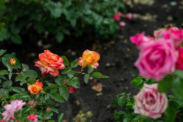 bright flowers after a strong wind or hurricane in the farmer's garden. Gardener's job on a summer...