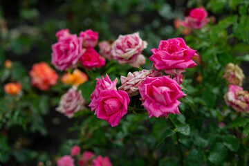 bright flowers after a strong wind or hurricane in the farmer's garden. Gardener's job on a summer day: rose bushes on a plantation. an open greenhouse for seedlings and seeds